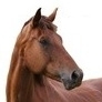 What Sound does a horse make ? - Neeh--hee-hee!