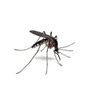 What Sound does a mosquitoes make ?