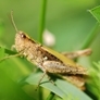 What Sound does a grasshopper make ?